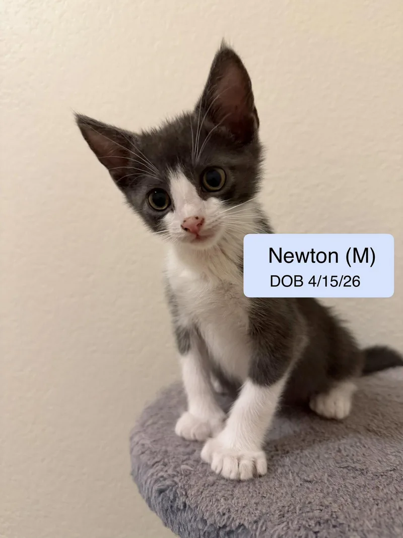 A baby medium-sized male Gray & White Domestic Short Hair cat named Newton for adoption in Vacaville, CA