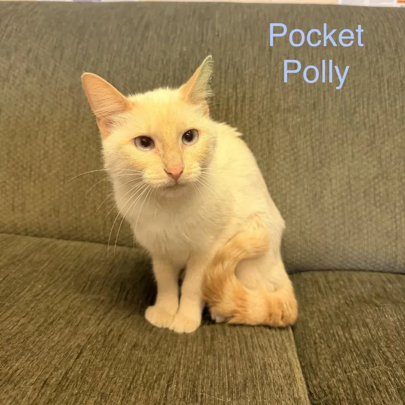 An adult medium-sized female White Domestic Short Hair cat named Pocket PollyMeet me at for adoption in Buffalo, MN