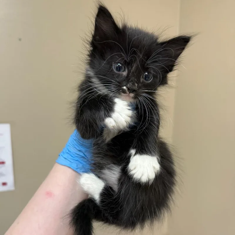A baby small-sized female Black Domestic Short Hair cat named Cassie for adoption in Birmingham, AL
