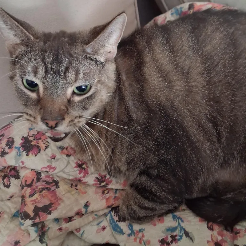 An adult small-sized male Brown / Chocolate Domestic Short Hair cat named Patches for adoption in Huntington, WV