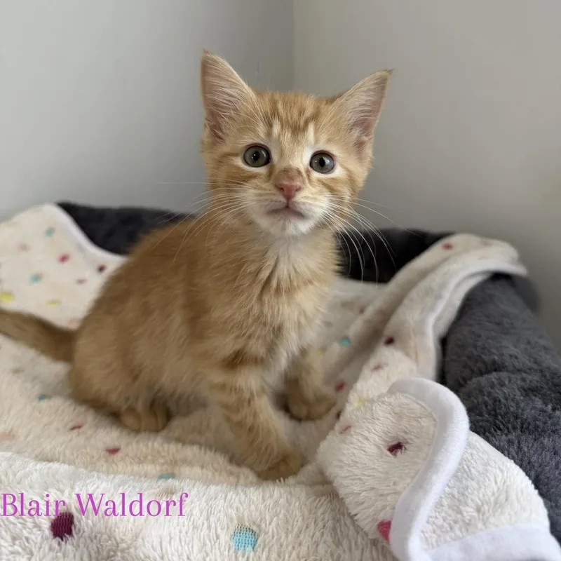 A baby medium-sized female Tabby (Orange / Red) Domestic Short Hair cat named Blair Waldorf for adoption in Bethel, OH