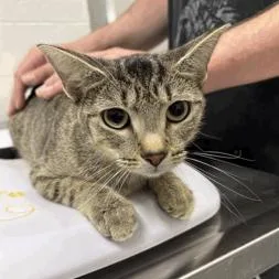 An adult medium-sized female Domestic Short Hair cat named Barista for adoption in Indianapolis, IN