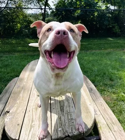 An adult large-sized female Pit Bull Terrier dog named Minnie for adoption in Belmont, NY