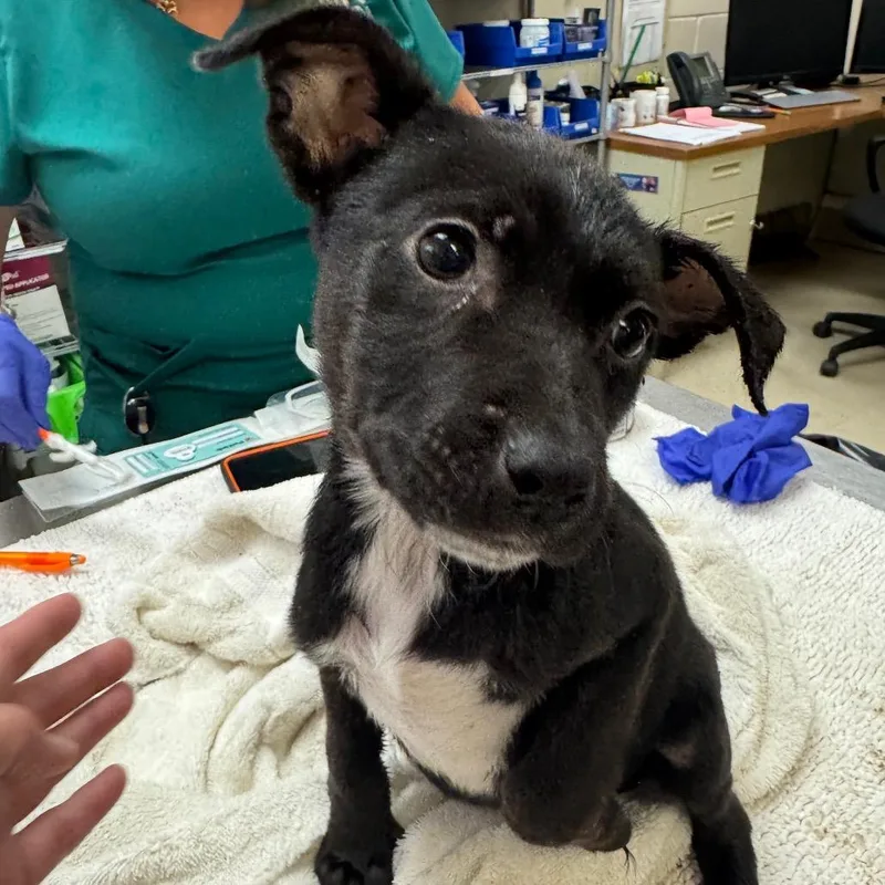 A baby medium-sized female Black Mixed Breed dog named Mara for adoption in Englewood, FL