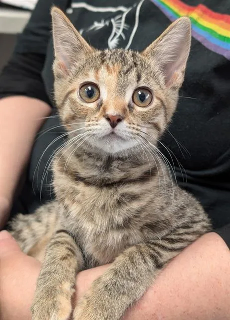 A baby small-sized female Domestic Short Hair cat named Lyric for adoption in Canfield, OH