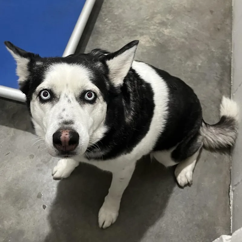 An adult large-sized female White / Cream Husky dog named Hera for adoption in Richmond Hill, GA