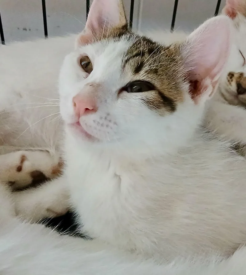 Azure & Darya thumbnail 2