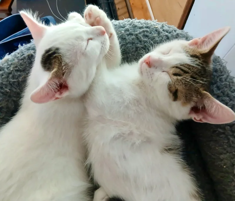 Azure & Darya thumbnail 3