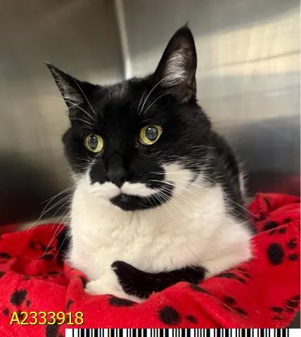 A senior medium-sized male Domestic Short Hair cat named Hemmi for adoption in West Palm Beach, FL