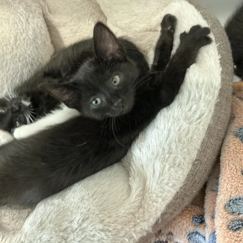 A baby small-sized male Black Domestic Short Hair cat named Dallas for adoption in Elizabeth City, NC