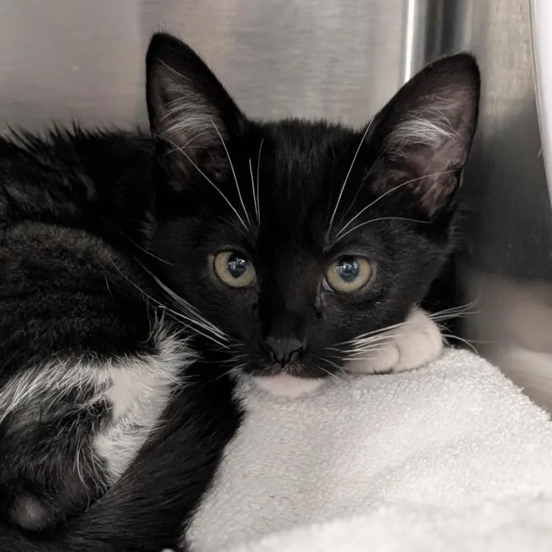 A baby medium-sized female Domestic Short Hair cat named Game Stop for adoption in Shoreline, WA