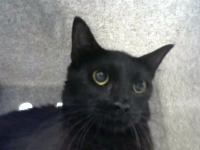 A young medium-sized female Domestic Long Hair cat named Tootsie for adoption in Albuquerque, NM