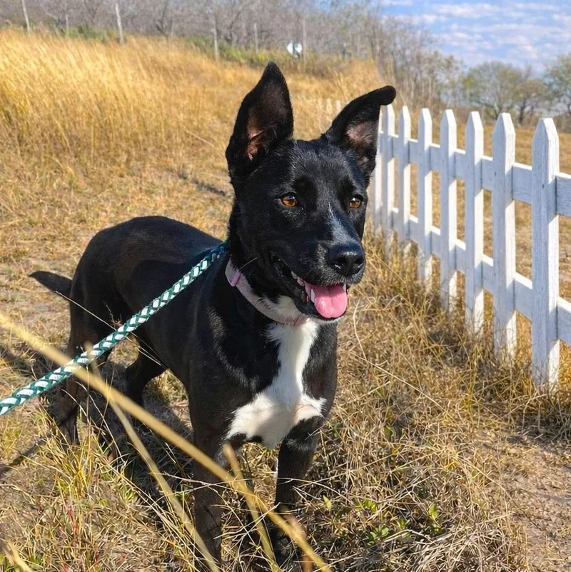 A young medium-sized female Border Collie dog named Soley for adoption in Longview, TX