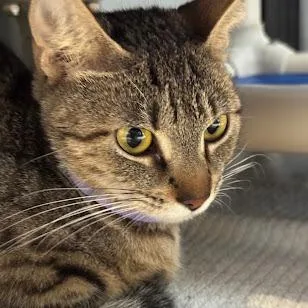 A young medium-sized female Brown / Chocolate Domestic Short Hair cat named Prego for adoption in Austin, TX