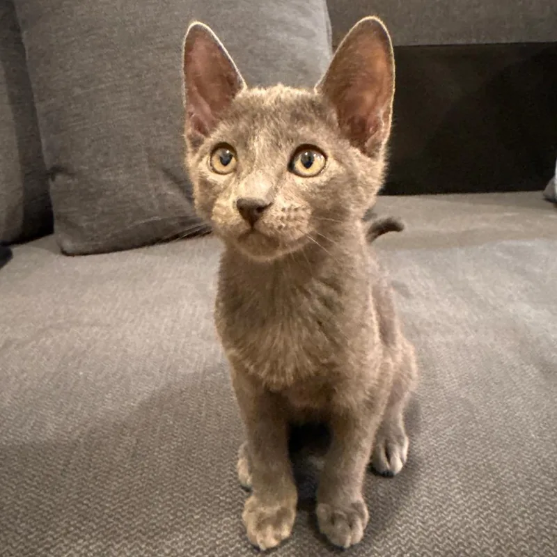 A baby small-sized male Gray / Blue / Silver Domestic Short Hair cat named Berlioz for adoption in Sunnyvale, CA