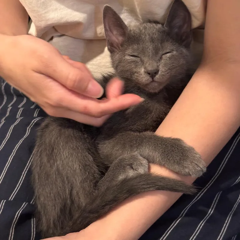 Berlioz thumbnail 3