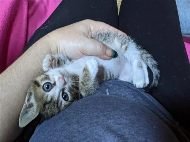 A baby small-sized male Domestic Short Hair cat named Castiel for adoption in Santa Cruz, CA