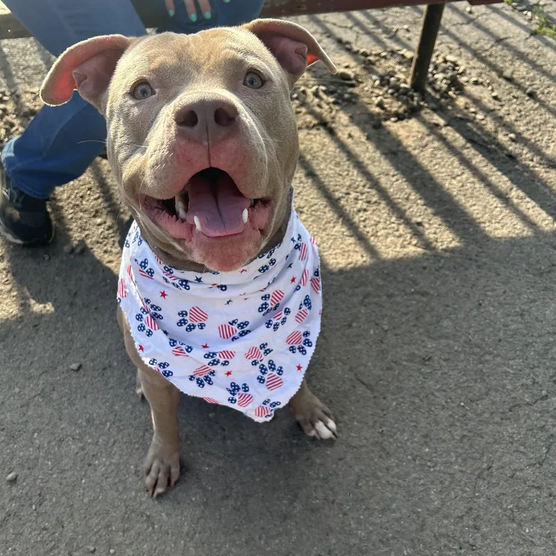 A young medium-sized male Yellow / Tan / Blond / Fawn Pit Bull Terrier dog named Arwin for adoption in Buffalo, NY