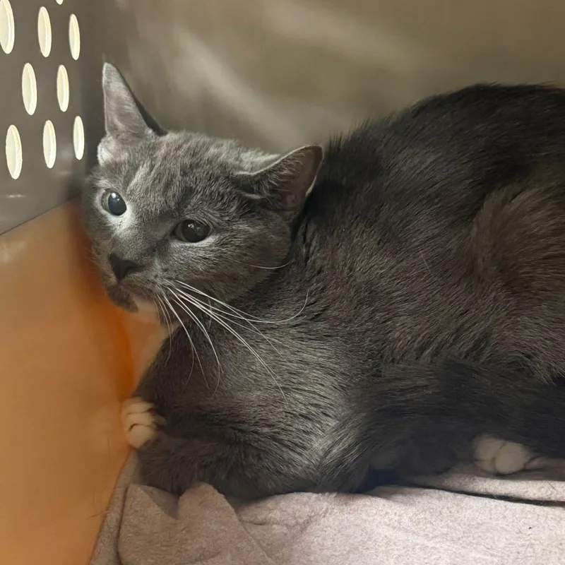A young small-sized female Gray / Blue / Silver Domestic Short Hair cat named Brea for adoption in East Smithfield , PA