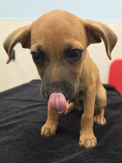 A baby small-sized male Black Mouth Cur dog named Dipper for adoption in Honolulu, HI