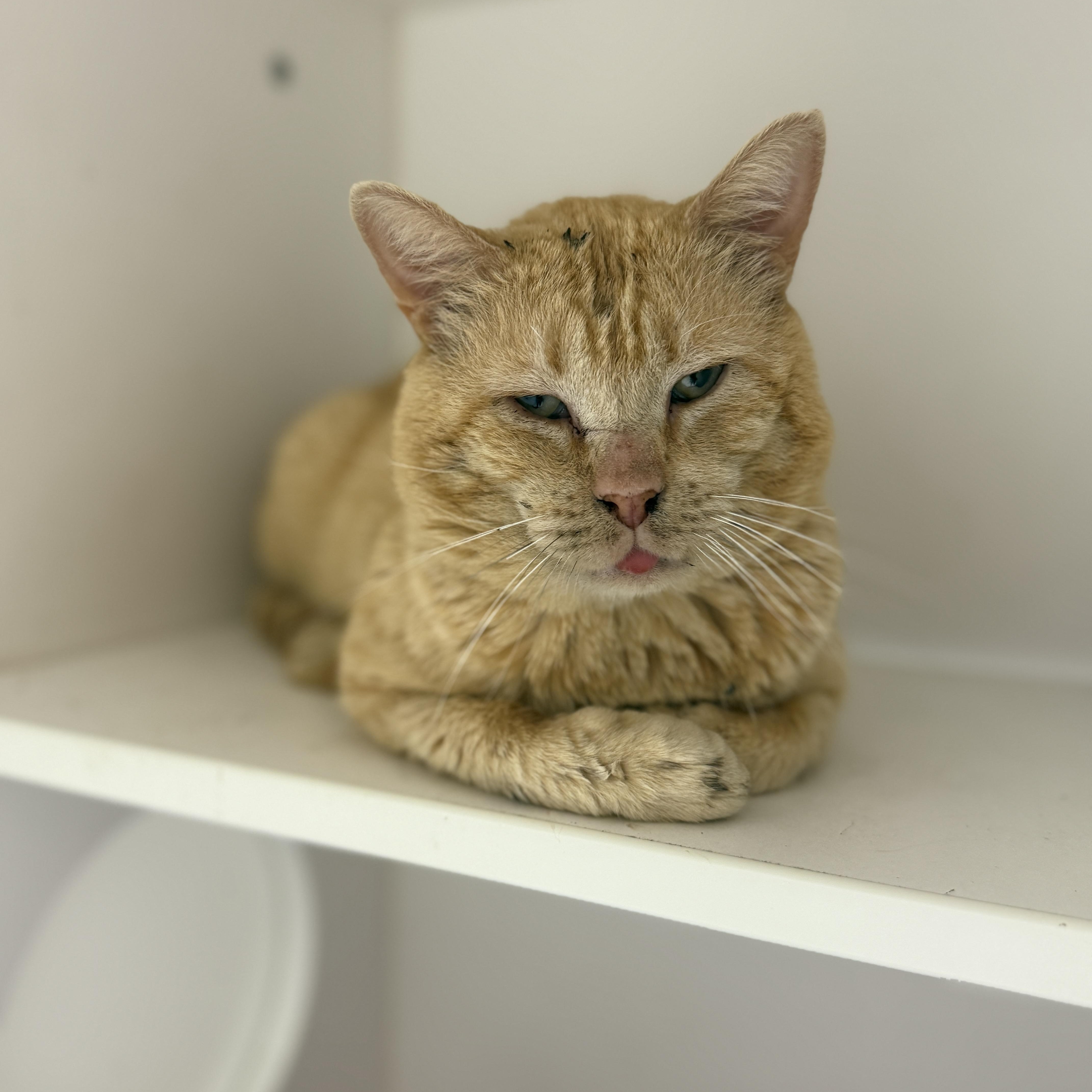 An adult medium-sized male Domestic Short Hair cat named Dale for adoption in Springfield, MO