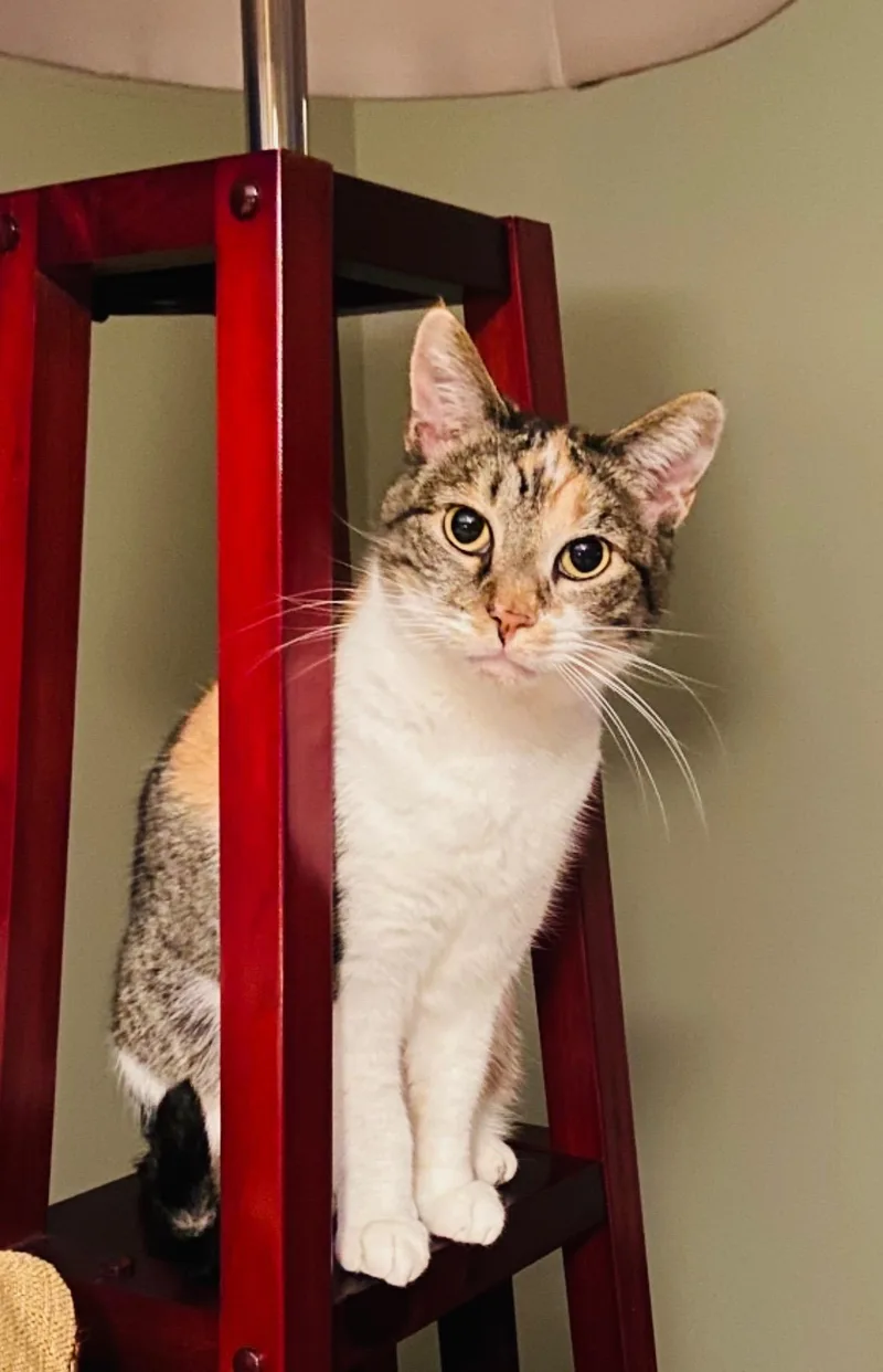 An adult medium-sized female Calico cat named Bella for adoption in Simpsonville, SC