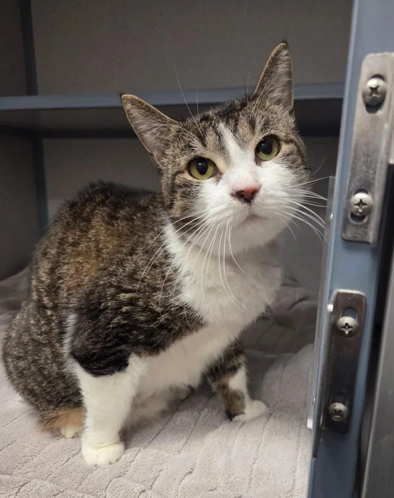 A senior large-sized male Domestic Short Hair cat named Versace for adoption in Liverpool, NY