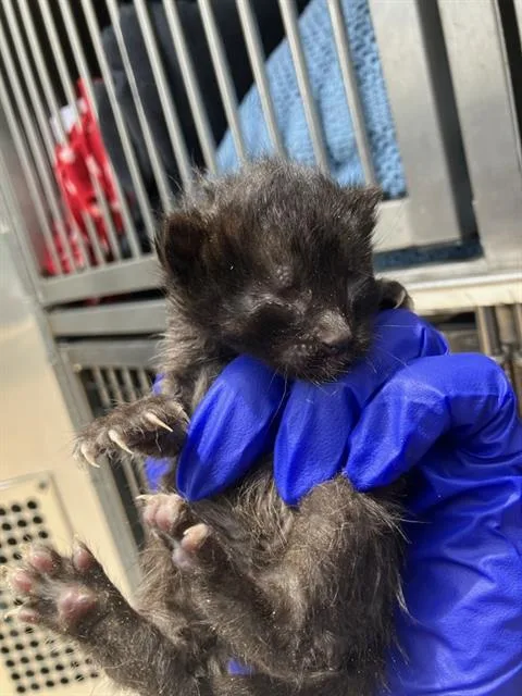 Coco