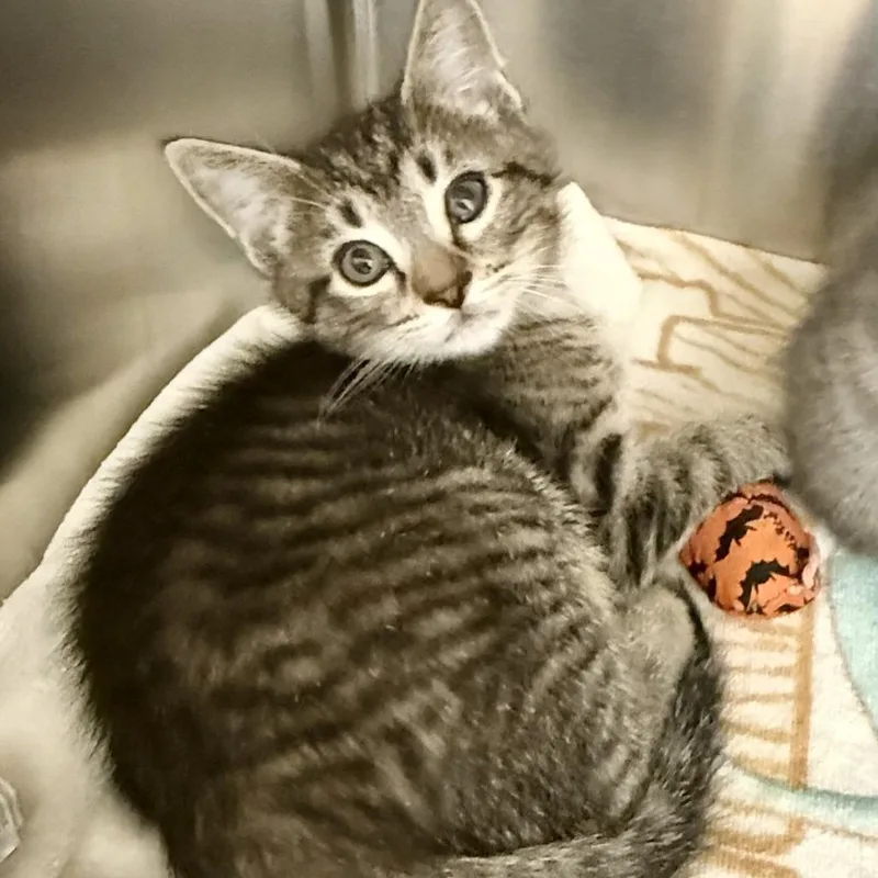 Tennessee thumbnail 2