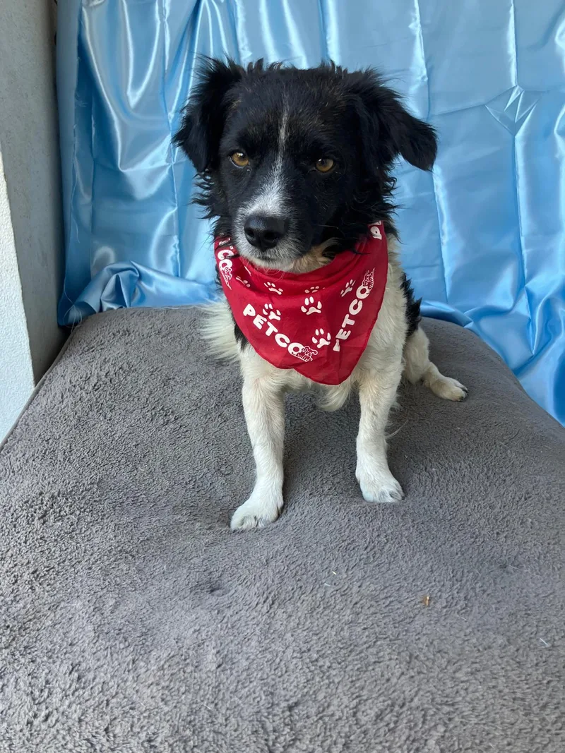 A young small-sized male Black Border Collie dog named Domino for adoption in Rowland Heights, CA