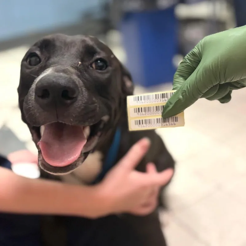 A young medium-sized female Black Mixed Breed dog named Charm for adoption in Charleston, WV
