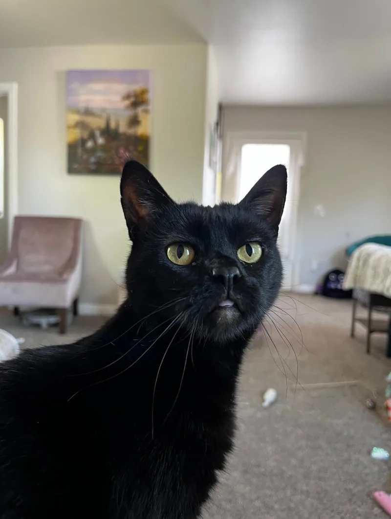 An adult medium-sized female Black Domestic Short Hair cat named Olive for adoption in Oceanside, CA