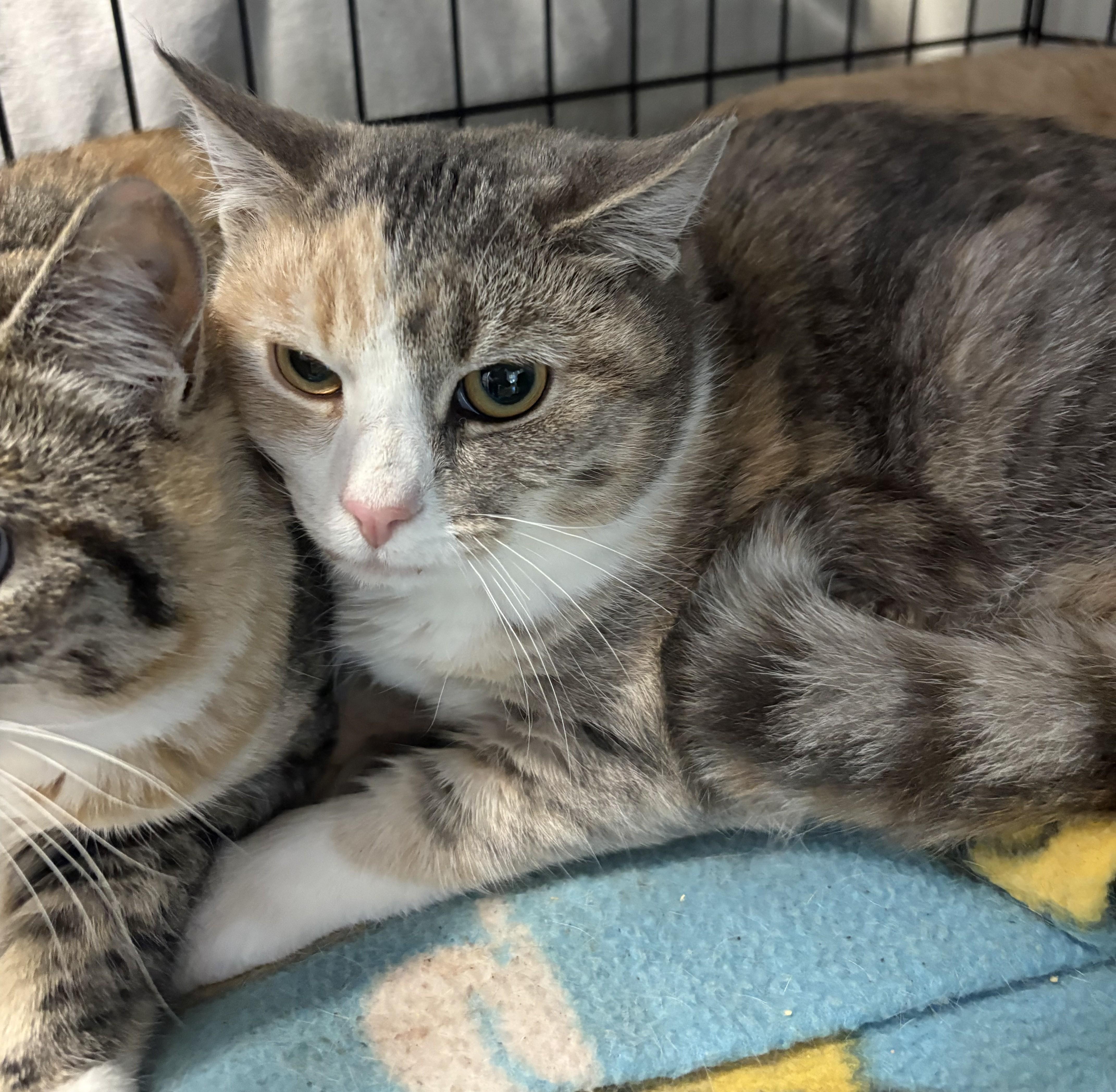 An adult medium-sized female Calico Domestic Short Hair cat named Mimi for adoption in New Windsor, NY