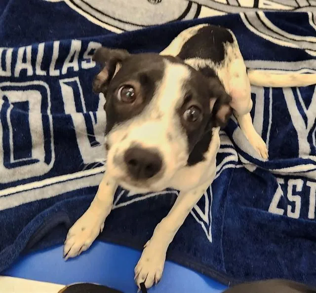 A young small-sized female Pointer dog named Chloe for adoption in St. Louis, MO