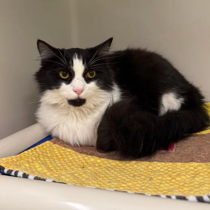 A young medium-sized male Black Domestic Medium Hair cat named Ludwig for adoption in Durango, CO