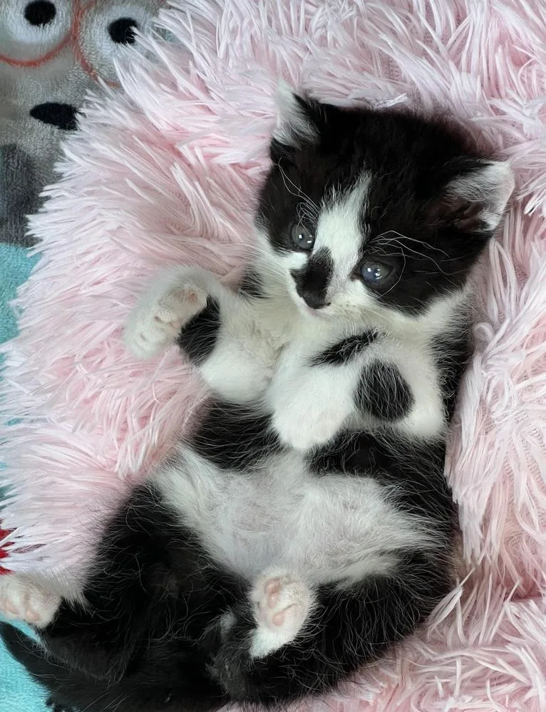 An adult medium-sized male Domestic Medium Hair cat named Megladon for adoption in Bolivar, MO