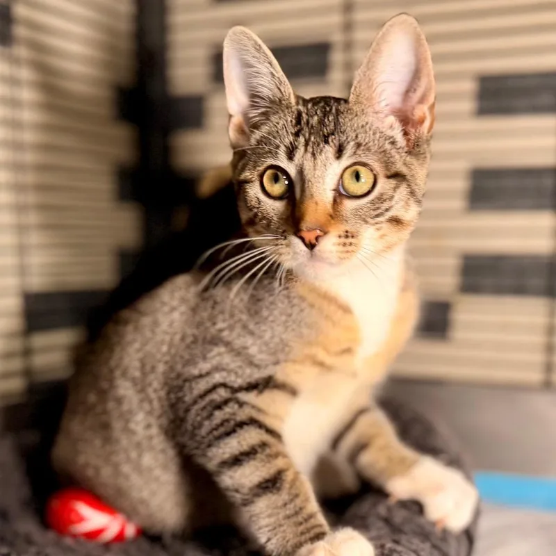 A baby medium-sized male Brown / Chocolate Domestic Short Hair cat named Zaki for adoption in Bayside, NY