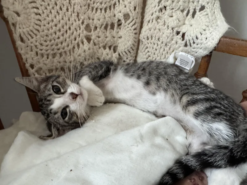A baby medium-sized female Tabby (Gray / Blue / Silver) Domestic Short Hair cat named Cocoa for adoption in Hooper, NE