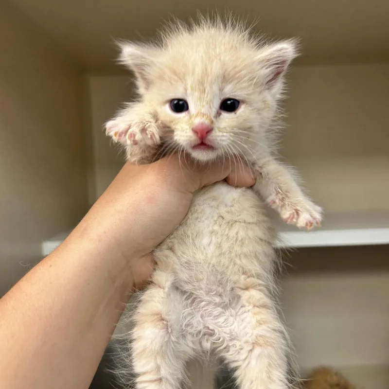 A baby small-sized male Cream / Ivory Domestic Medium Hair cat named Wilder for adoption in Durango, CO