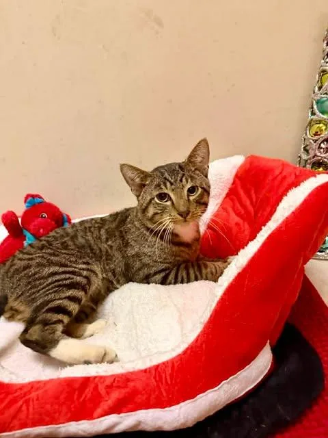 A young large-sized male Domestic Short Hair cat named Rex for adoption in Terre Haute, IN