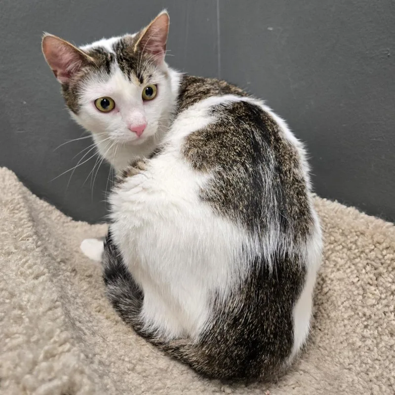 A young medium-sized male White Domestic Short Hair cat named Mopar for adoption in Hamburg, NY