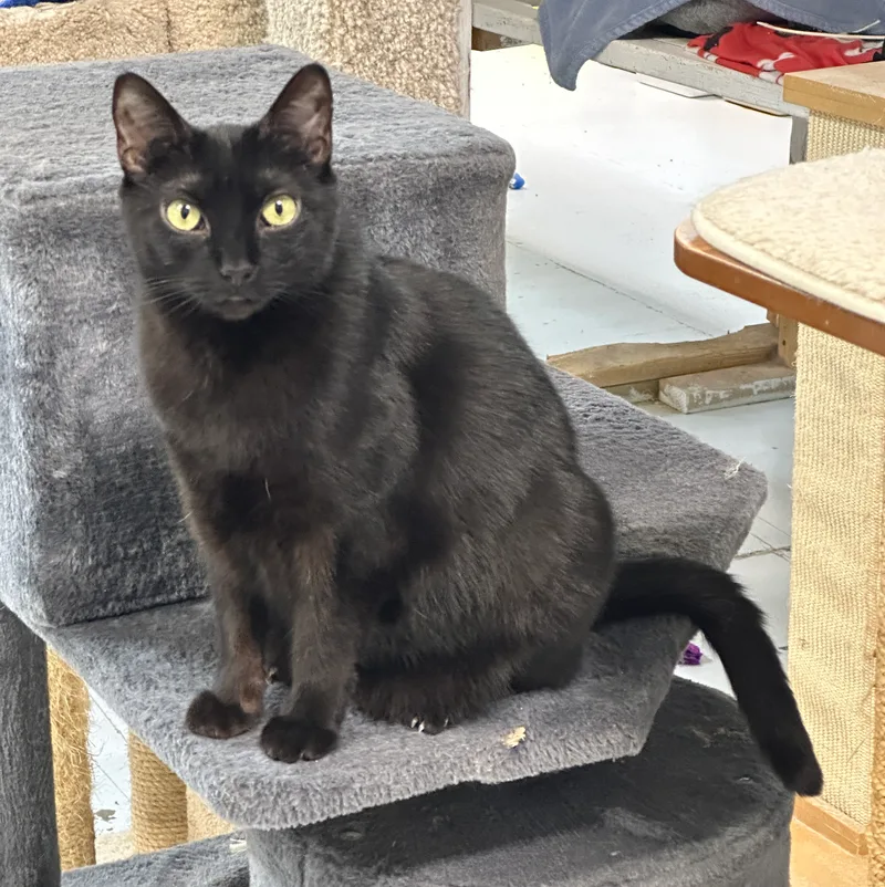 Ninasensitive Skin & Stomach thumbnail 2