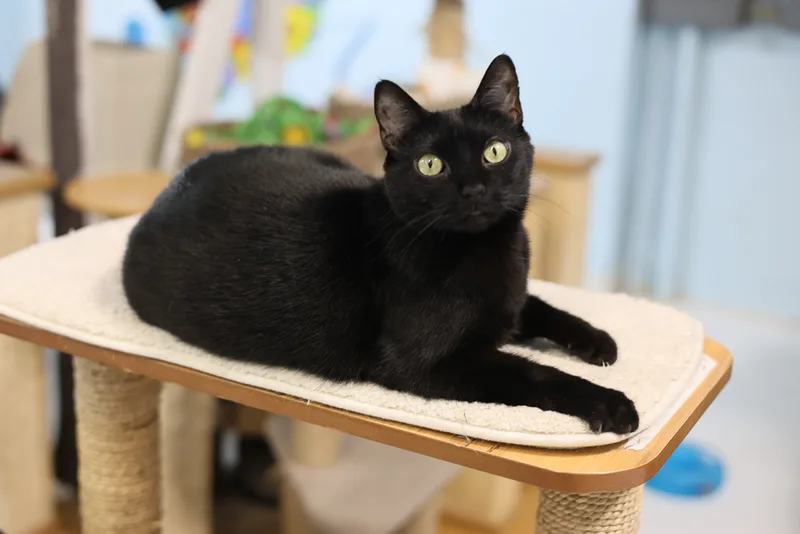 Ninasensitive Skin & Stomach thumbnail 3