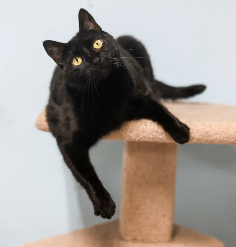 Ninasensitive Skin & Stomach thumbnail 4