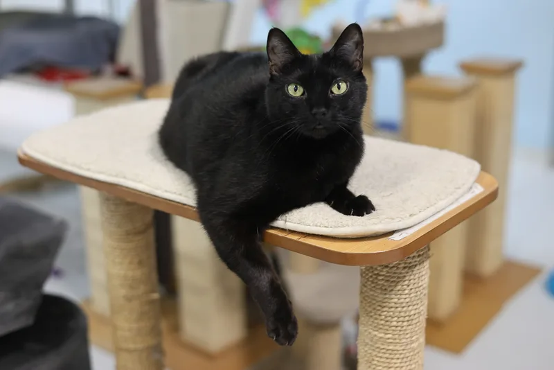 Ninasensitive Skin & Stomach