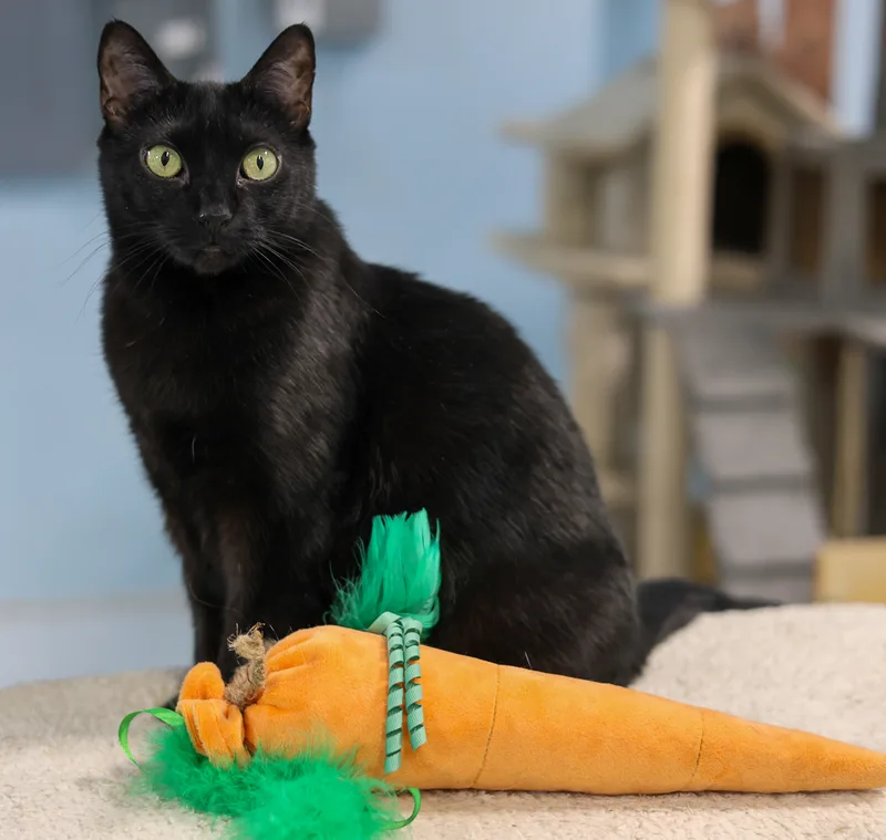 Ninasensitive Skin & Stomach thumbnail 5