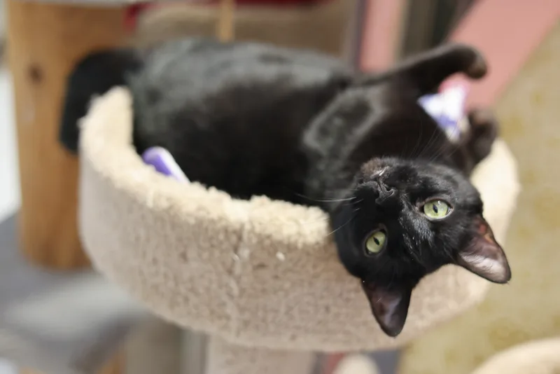 Ninasensitive Skin & Stomach thumbnail 6