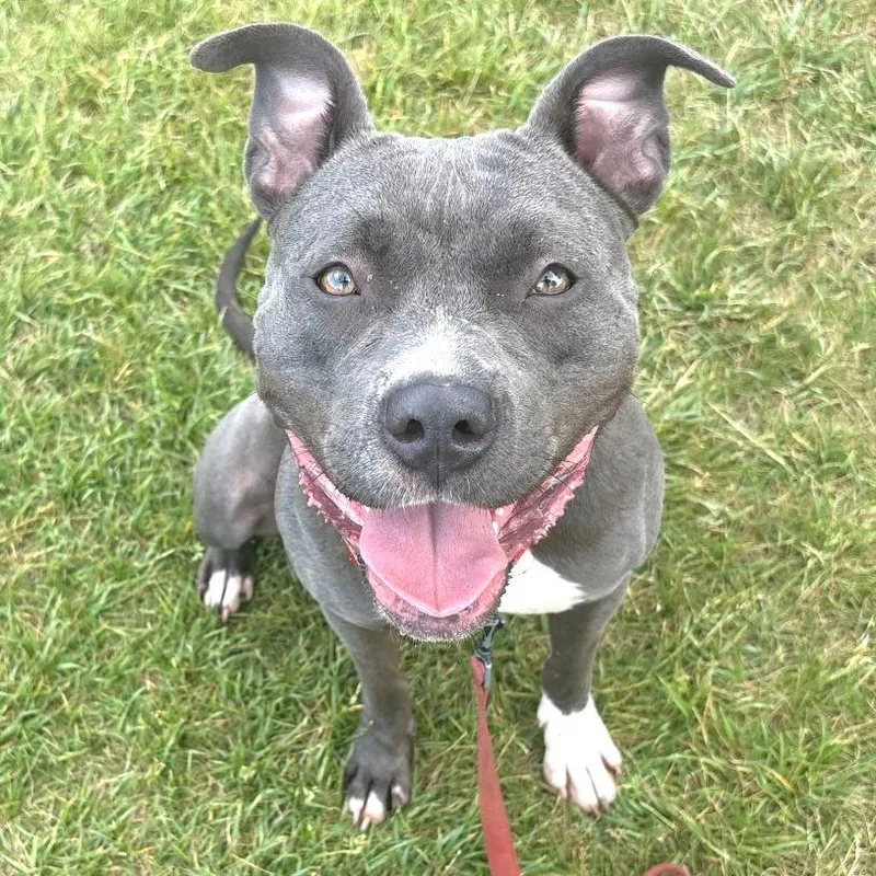 An adult medium-sized female Gray / Blue / Silver Mixed Breed dog named Octavia for adoption in Wheeling, IL