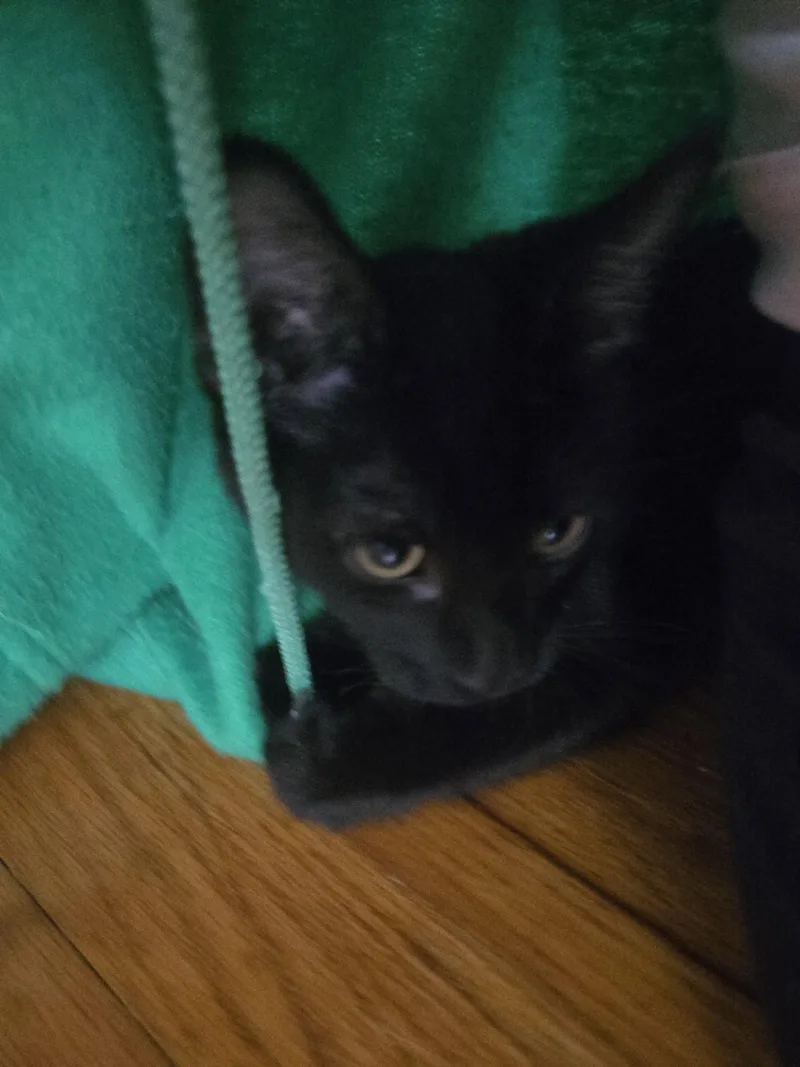 A baby medium-sized male Domestic Short Hair cat named Stephen King for adoption in Trenton, NJ