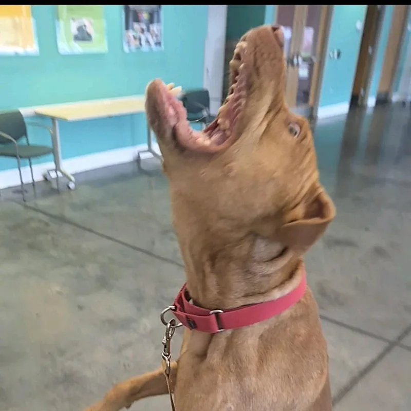 An adult medium-sized male Brown / Chocolate Mixed Breed dog named Traveling Man for adoption in Pittsburgh, PA